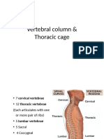 Thoracic Cage