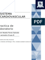 Informe Escolar Del Análisis y Disección de Un Corazones de Cerdo