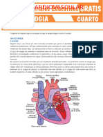 Aparato Cardiovascular para Cuarto Grado de Secundaria