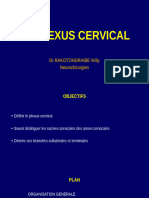 Plexus Cervical