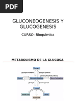 Gluconeogenesis y Glucogenogenesis