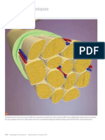 Assessing Sciatic Nerve Glide, Part II (Myofascial Techniques)