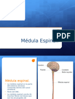 Medulaespinal 120508113743 Phpapp02