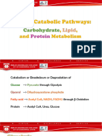 25 - Catabolic Pathways