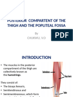 Posterior Compartent of The Thigh