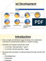 Animal Development