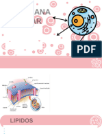 Membrana Celular-Partes