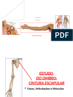 Aula Anatomia