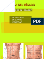 Anatomia Del Higado