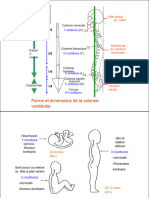 Anatomie Du Rachis Et de La Moelle Épinière