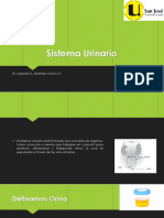 Sistema Urinario