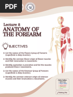 L08 - Anatomy of The Forearm