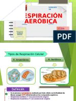 Tema 16 - Respiración Aeróbica - 4º Secundaria