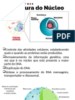 Exercício Nucleo Celular