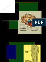 Embriología Del SNC