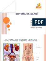 Sistema Urinário