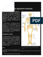 Liste Des Os Du Squelette Humain