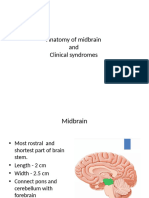 Anatomy of Midbrain