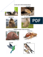 Animales Que Viven Madrigueras y en Nidos