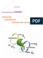 Metabolismo Celular