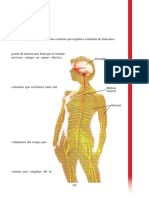 Teórico Sistema Nervioso