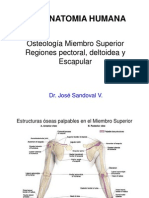 Miembro Superior - OSTEOLOGÍA Y HOMBRO