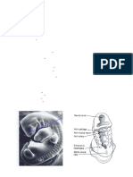 Development of Pharynx (EPA #2 2017)