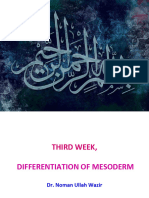 3RD Week, Diffrentiation of Mesoderm & Formation of I.E Coelom