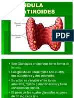 GLÁNDULA PARATIROIDES Exposicion