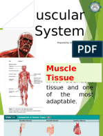 Muscular System (Anatomy and Physiology)