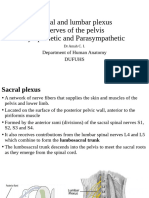 Nerves of The Pelvis - Modified - Students