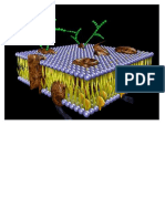 Class 1 Membrane Biological 1 - 2024