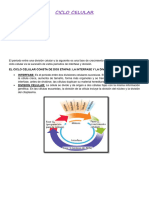 Biología - TP Ciclo Celular 1°cs