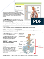 APUNTES FISIOPARO RESPIRATORIO v3.0