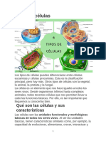 Tipos de Células