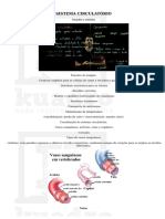 Sistema Circulatório - v1