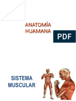 Clase Musculos ANATOMIA