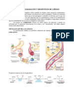 Apuntes Tema 10 Metabolismo de Lipidos