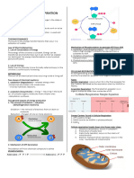 Handout - Cellular Respiration