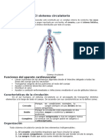 El Sistema Circulatorio: Funciones Del Aparato Cardiovascular