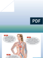 22a Cardiovascular System 1