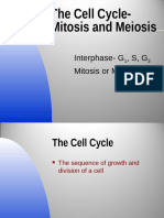 AP Cell Cycle-Mitosis and Meiosis