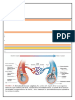 Anatomia II Guia 6 JGGV