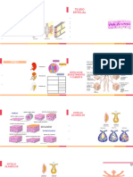 Tema 04 - Tejido Epitelial