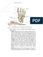 Tema 5 Anatomia