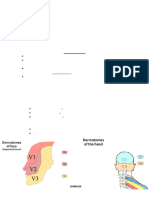 Dermatomes and Myotomes