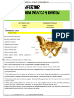 510 APUNTE MMII - Cintura Pelvica y Region Glutea