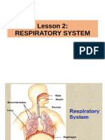 Lesson 2 - Respiratory System