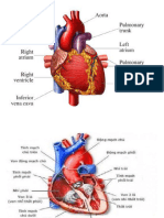 Lesson 3 - Circulatory System