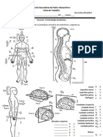 FT - Terminologia Anatómica